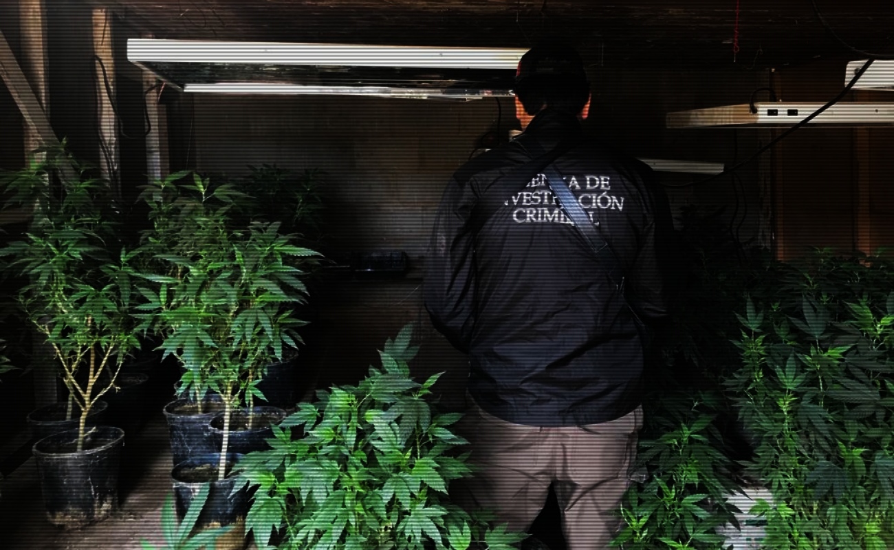Aseguran 969 plantas de marihuana al catear inmueble en San Quintín