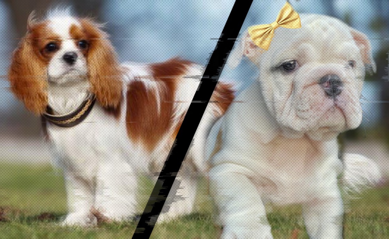 Prohibe Noruega la cría de Bulldog  inglés y el Cavalier King Charles Spaniel