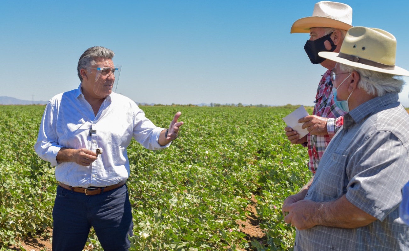 Piden combatir monopolio de la semilla de algodón en el Valle de Mexicali
