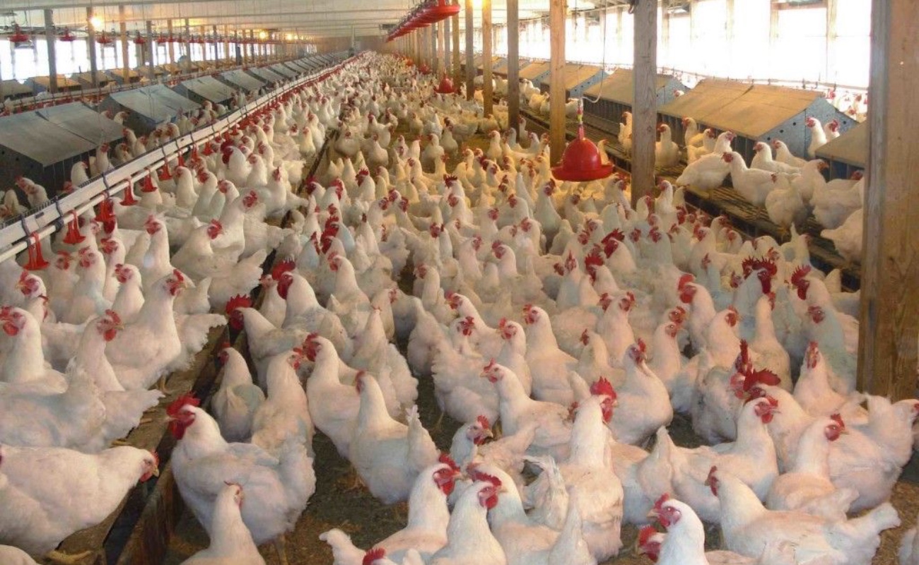 Baja California en alerta por fiebre aviar