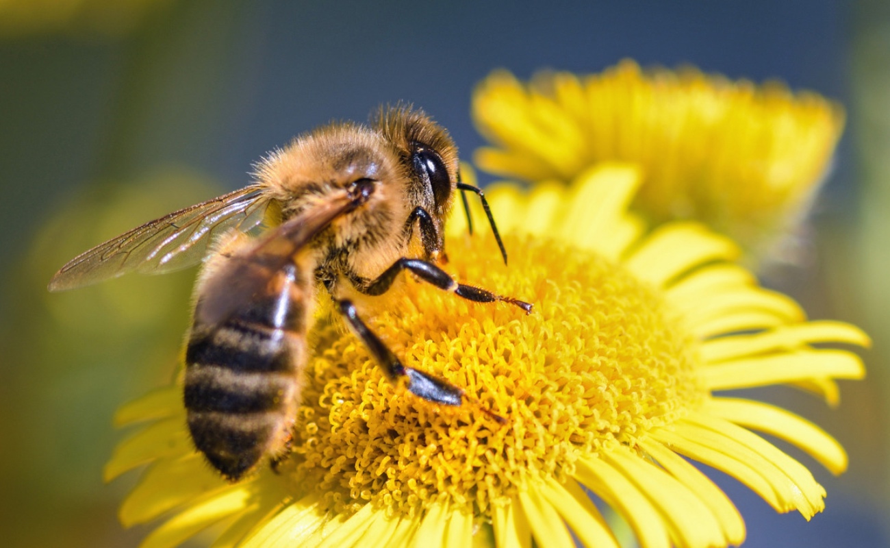 Trascendente, la preservación de abejas melíferas y meliponas y radica en la sociedad