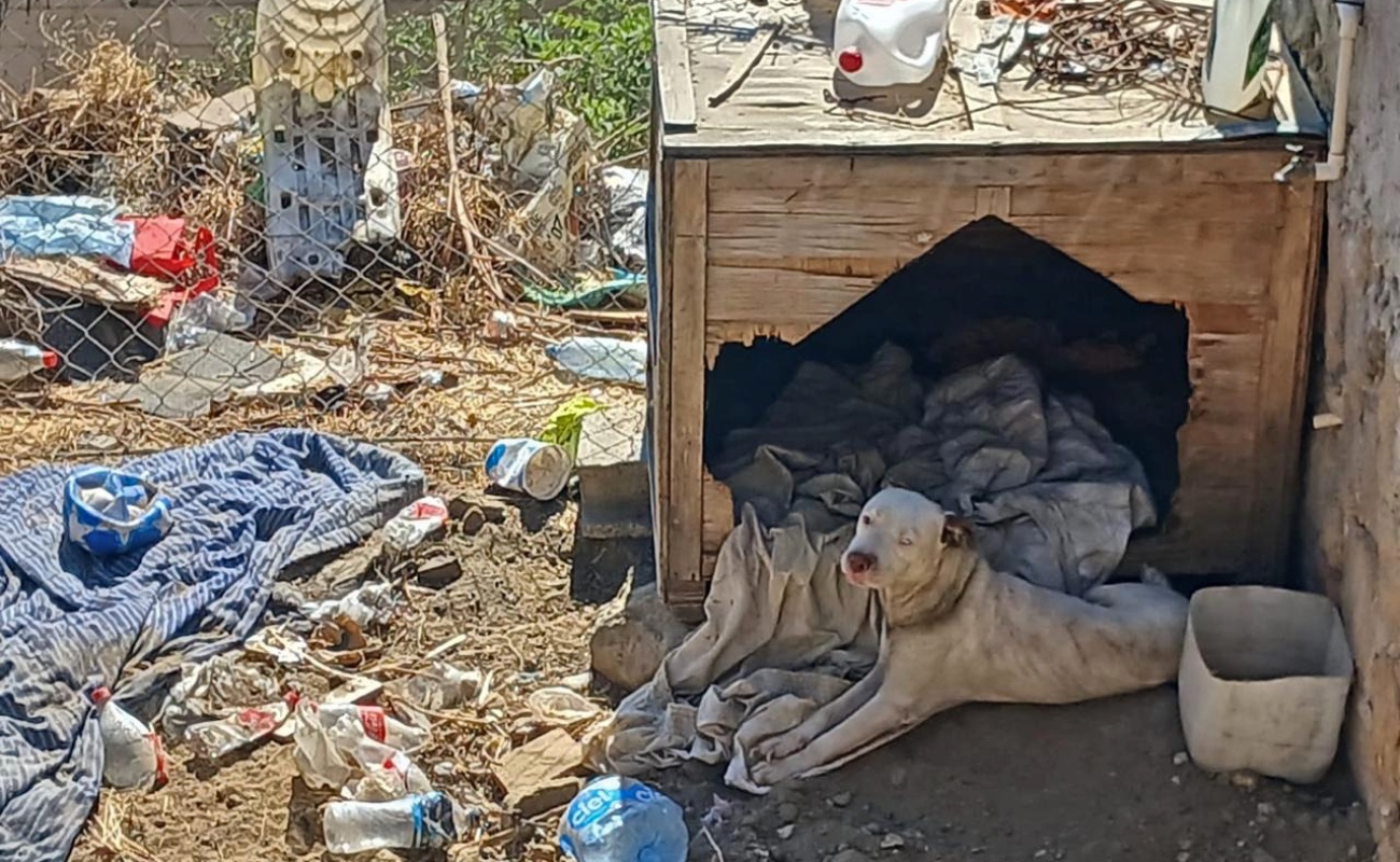 Rescata la FGE a canino en operativo de cateo en Tecate