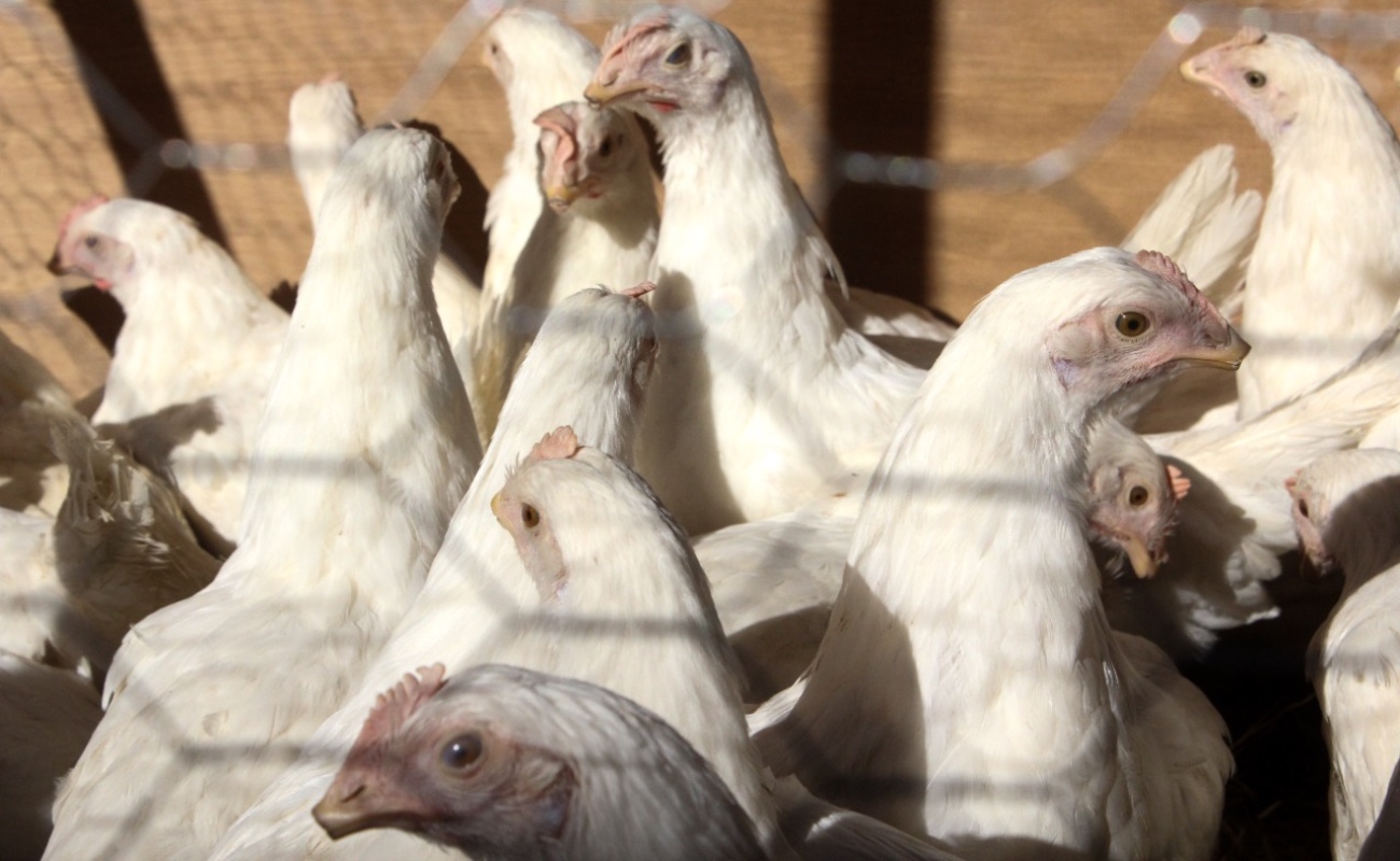 Reforzará BC medidas zoosanitarias ante brote de gripe aviar en Estados Unidos