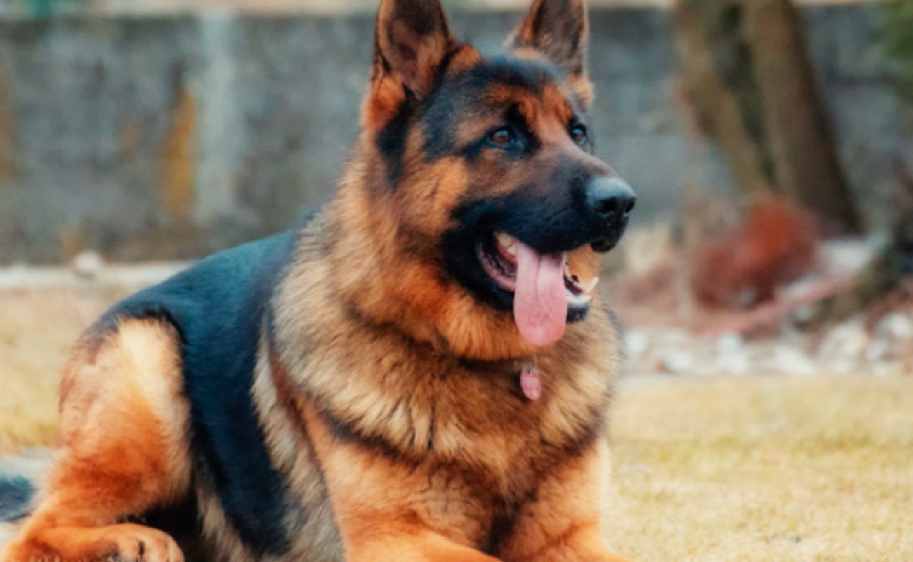 Muere Buddy, el primer perro contagiado de Covid-19 en Estados Unidos
