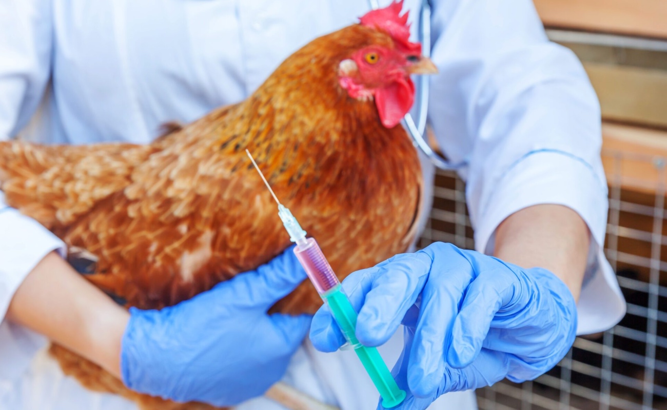 Refrendan países de América compromiso para atacar amenazas sanitarias globales, como la influenza aviar
