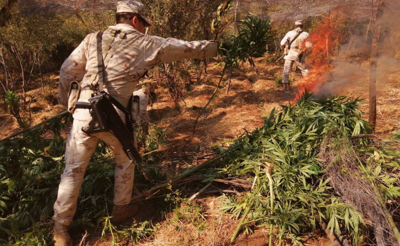 Destruyen militares cinco plantíos de marihuana en Ensenada