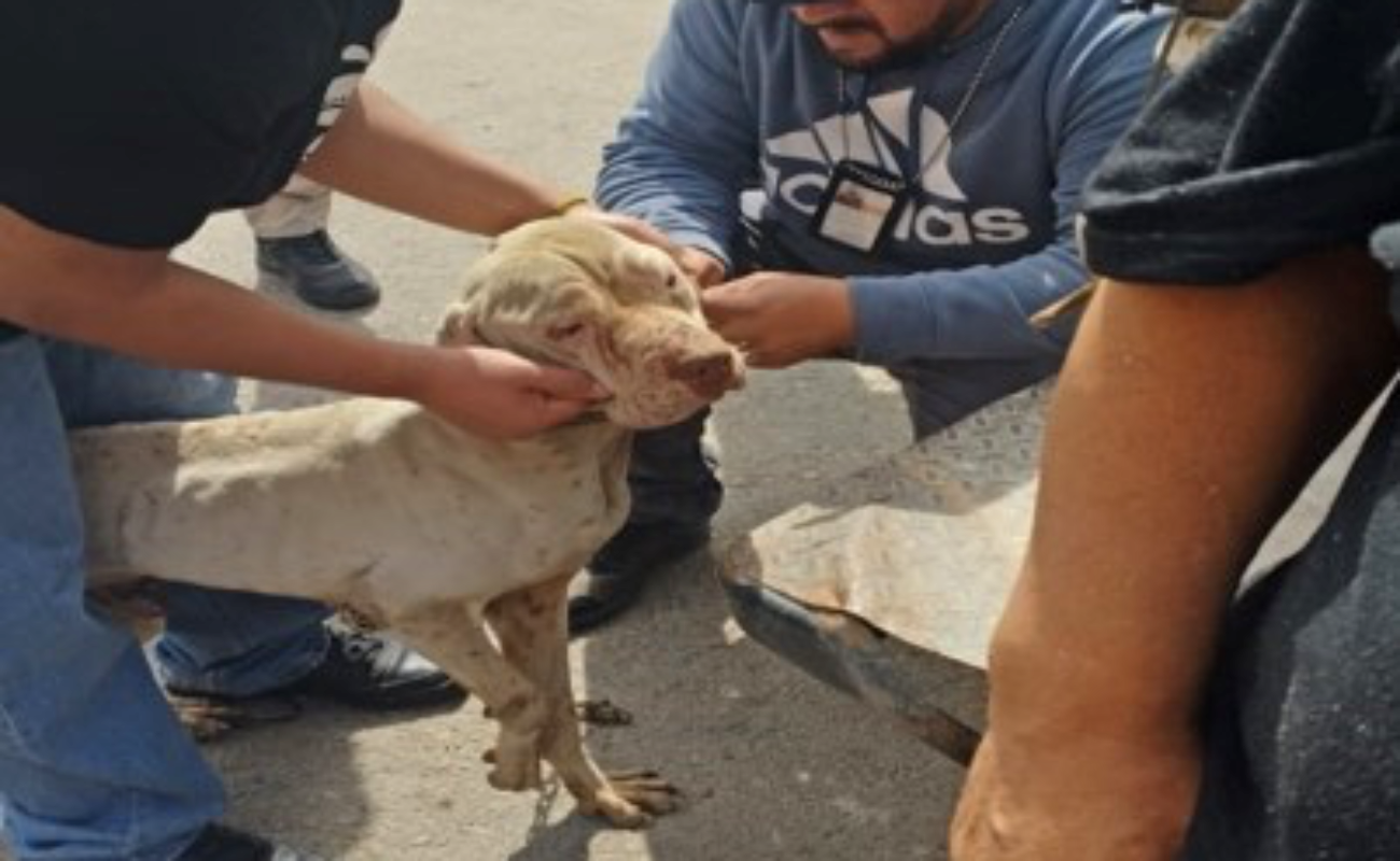 Rescatan a cinco perros maltratados en Tijuana