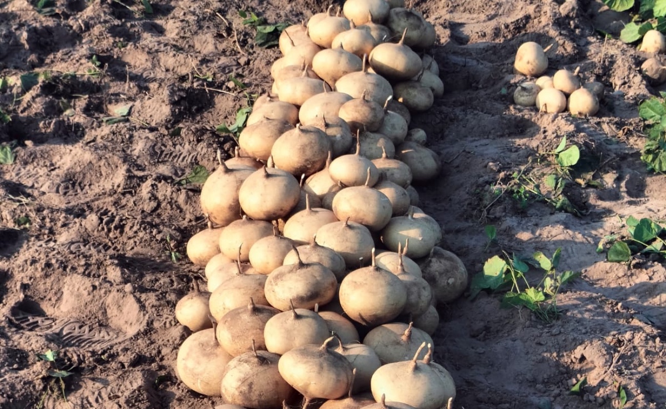 Comienza con buenas perspectivas cosecha de jícama en Veracruz, un cultivo agroecológico