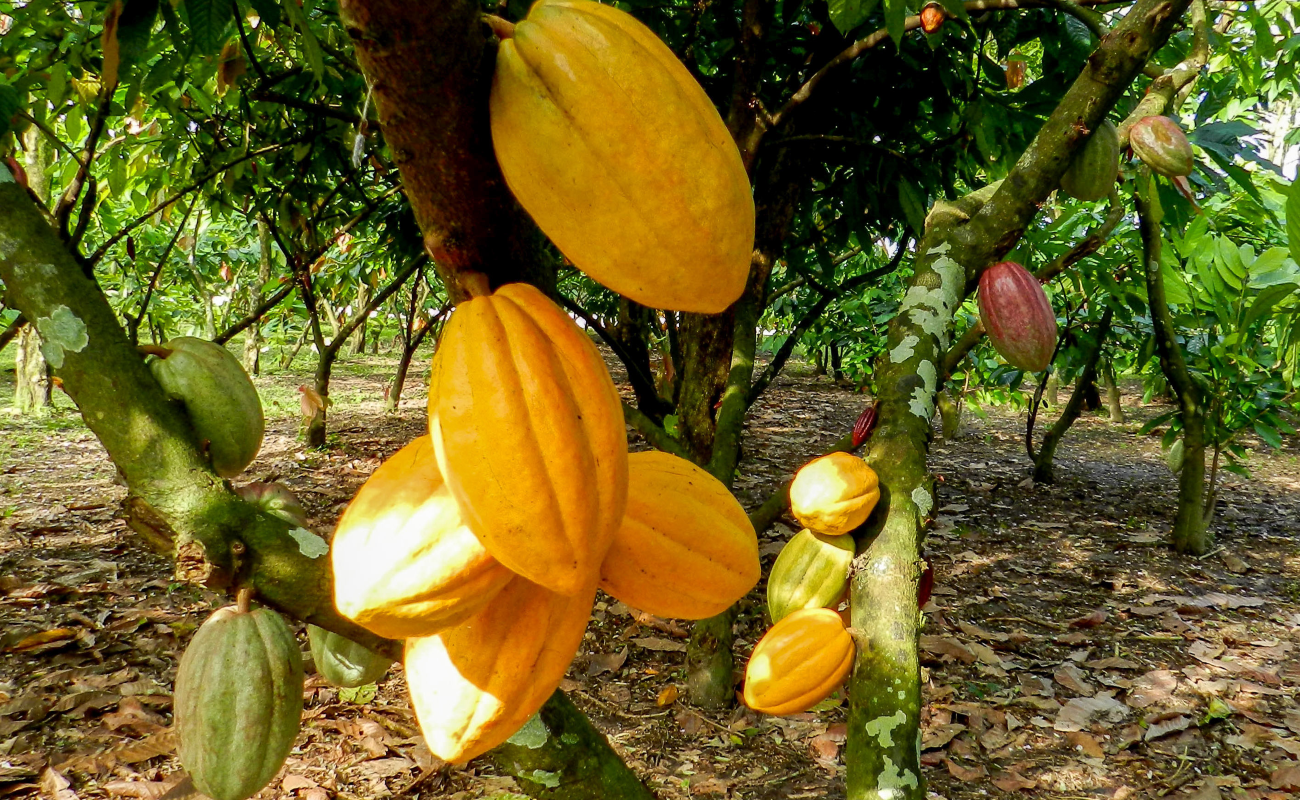 Con esquema integral, Agricultura garantiza la sostenibilidad de la cadena productiva de cacao