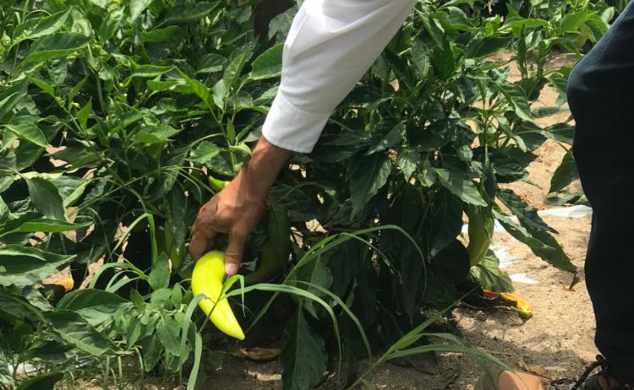 Inician control de plaga en el cultivo de chile en Valle de la Trinidad