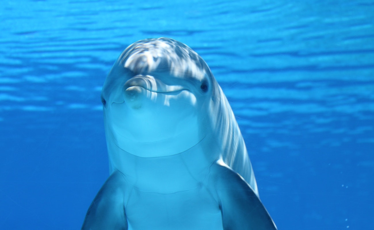 “Coctel tóxico” amenaza a la mayor colonia de delfines nariz de botella