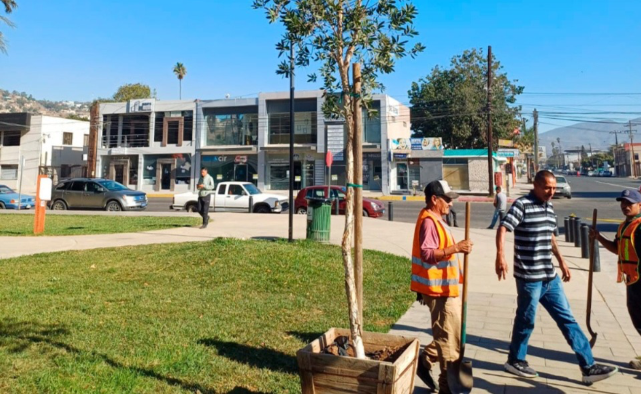 Reforesta Gobierno de Ensenada parques y jardines