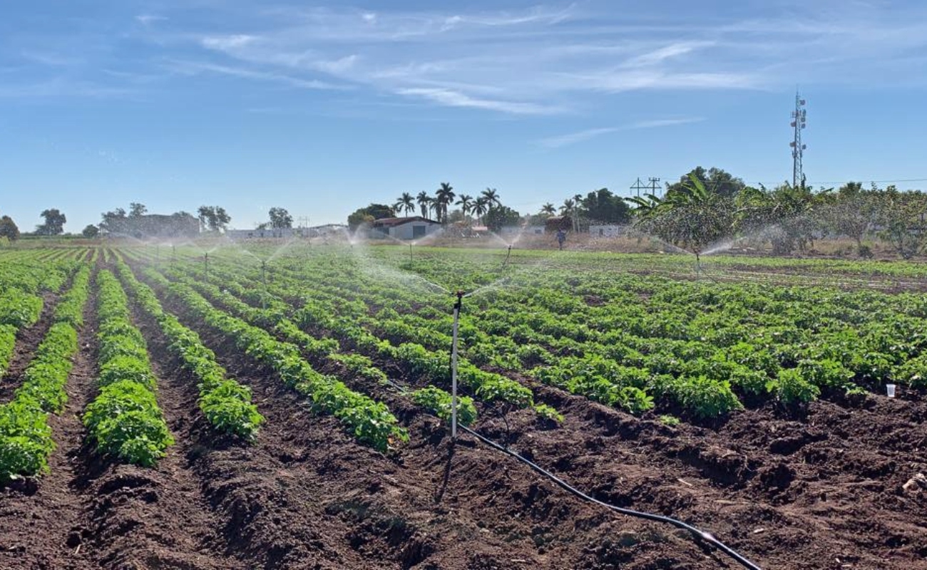 Desarrolla Agricultura plataforma digital que contribuye al ahorro de agua en cultivos de riego