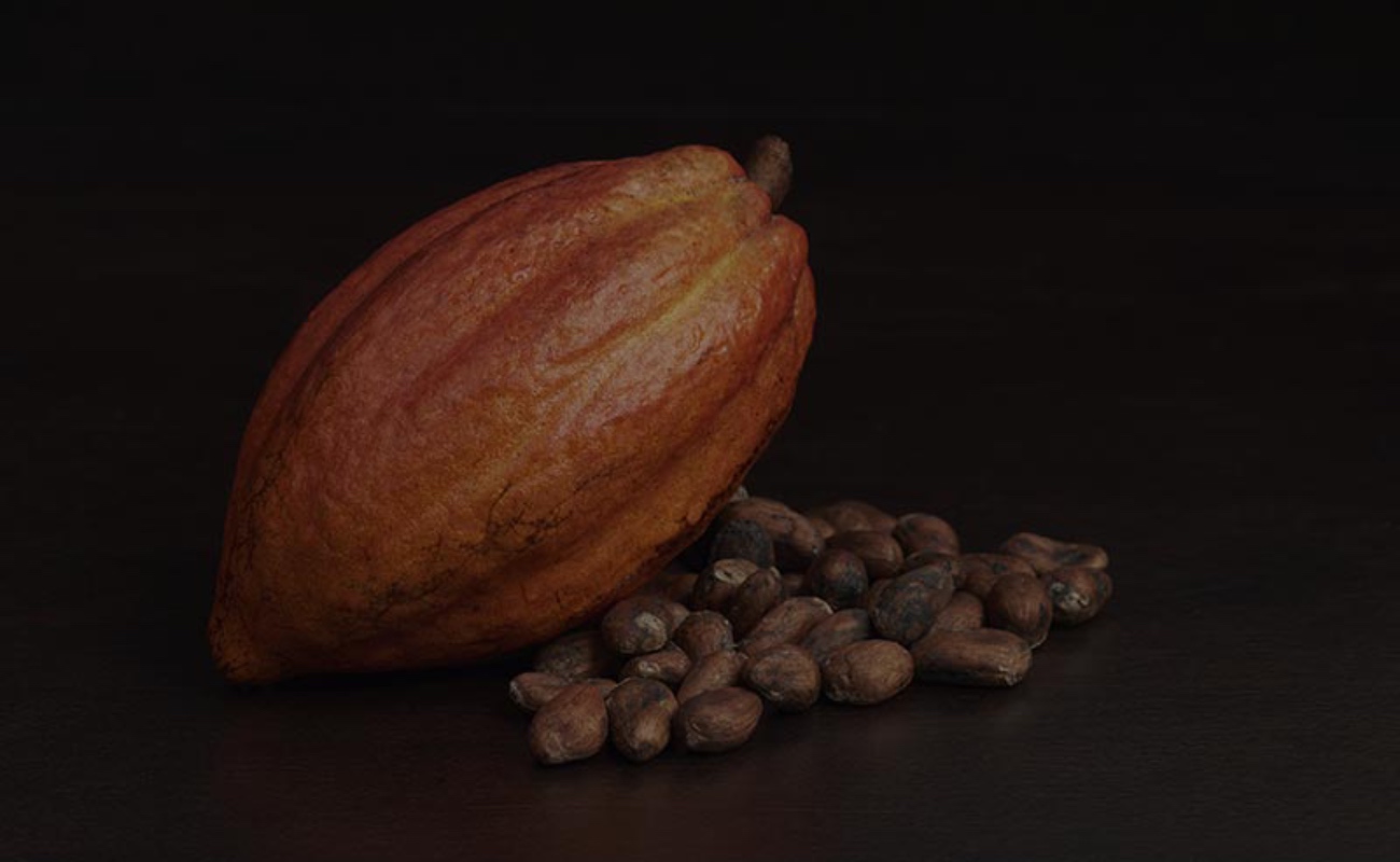 Abre en Milán la exposición Ka'kao. El árbol secreto: el viaje del cacao entre México e Italia