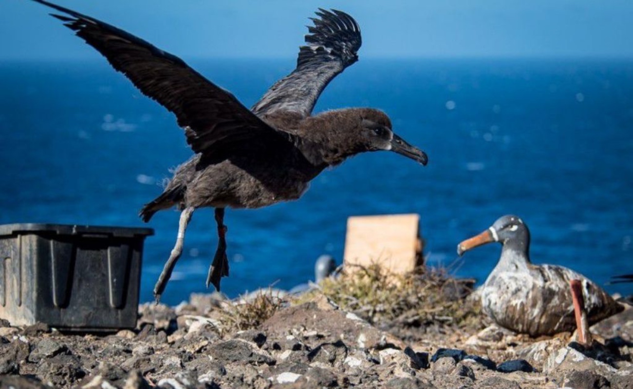 Vuela primer Albatros de Patas Negras del Proyecto de Repoblamiento en Isla de Guadalupe