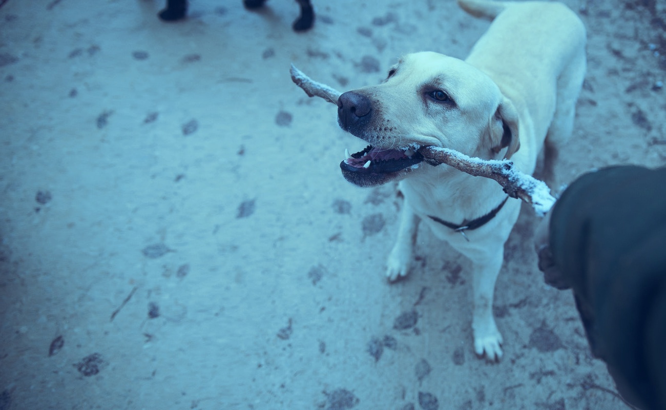 Darán cinco años de cárcel a organizadores de peleas de perros en Baja California