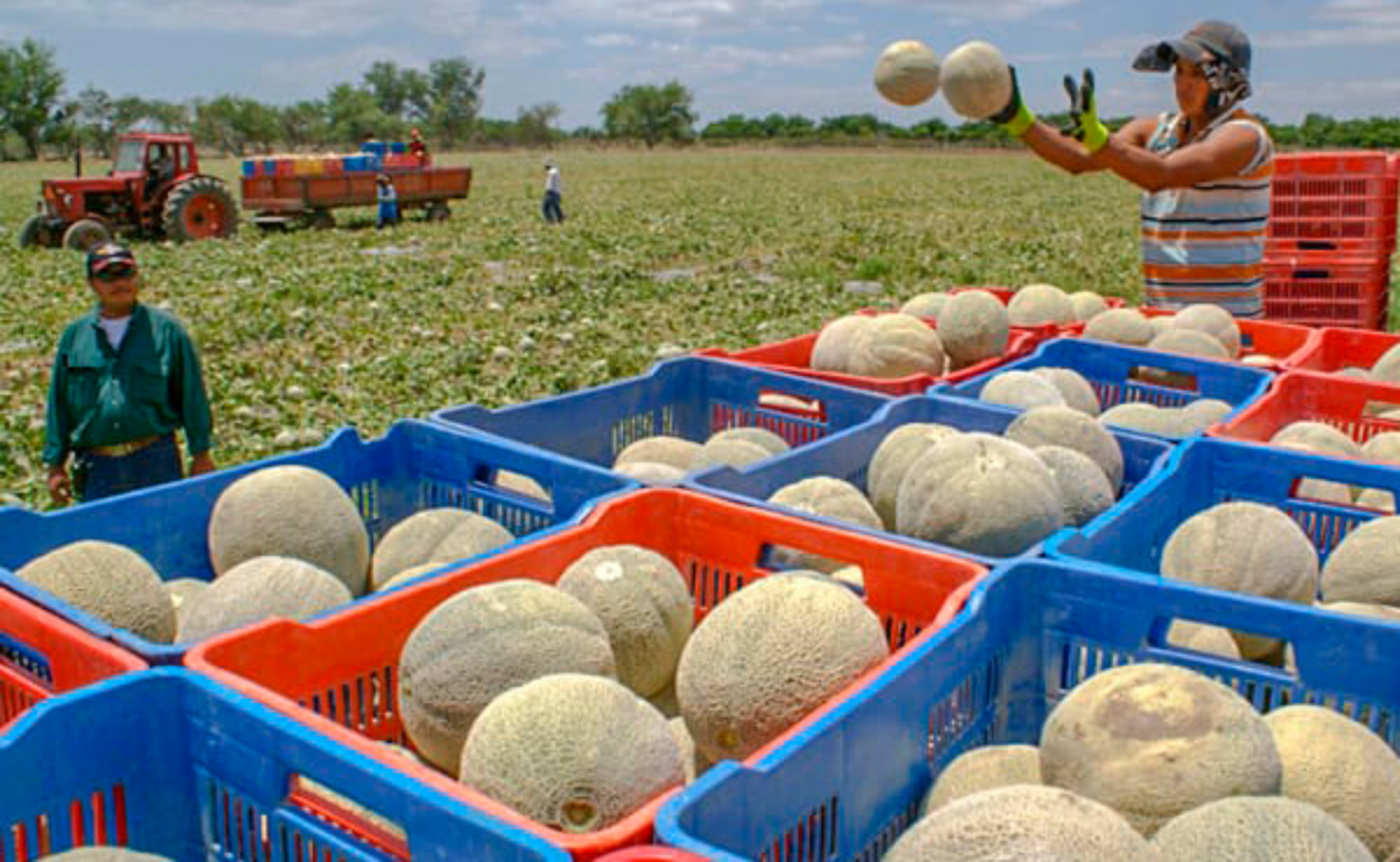 Descarta Agricultura factores contaminantes en producción de melones en Sonora