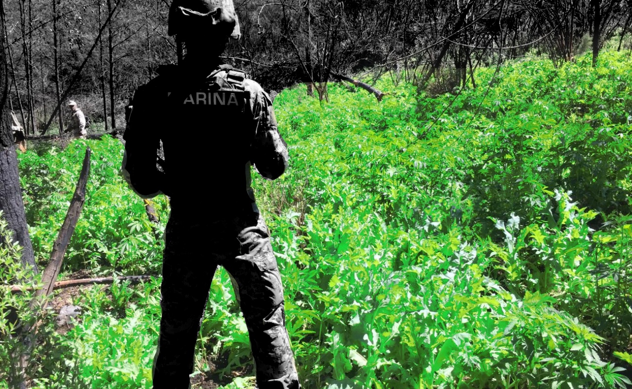 Erradican amapola y marihuana en Valle de Guadalupe