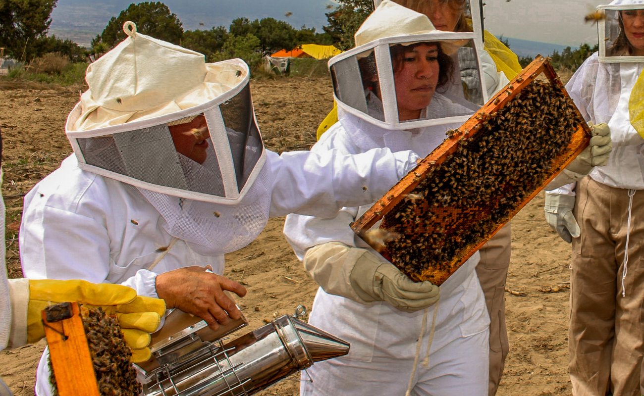 Presenta Agricultura protocolo para reducir accidentes por picaduras y conservar población de abejas melíferas