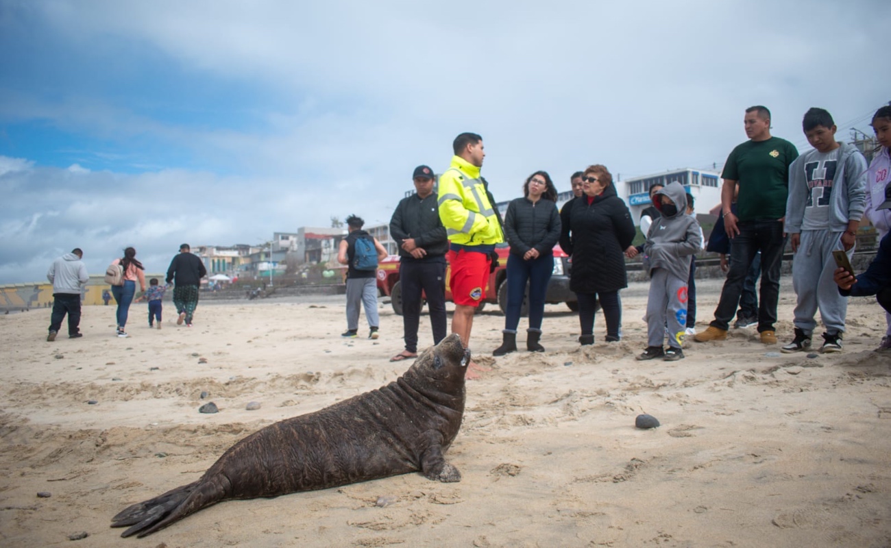 Foca sale del mar a descansar en Playas de Tijuana