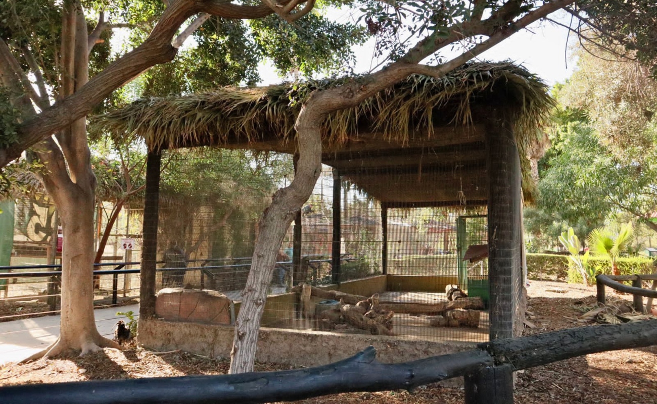 Rehabilitan hábitat de puercoespines en el Parque Morelos