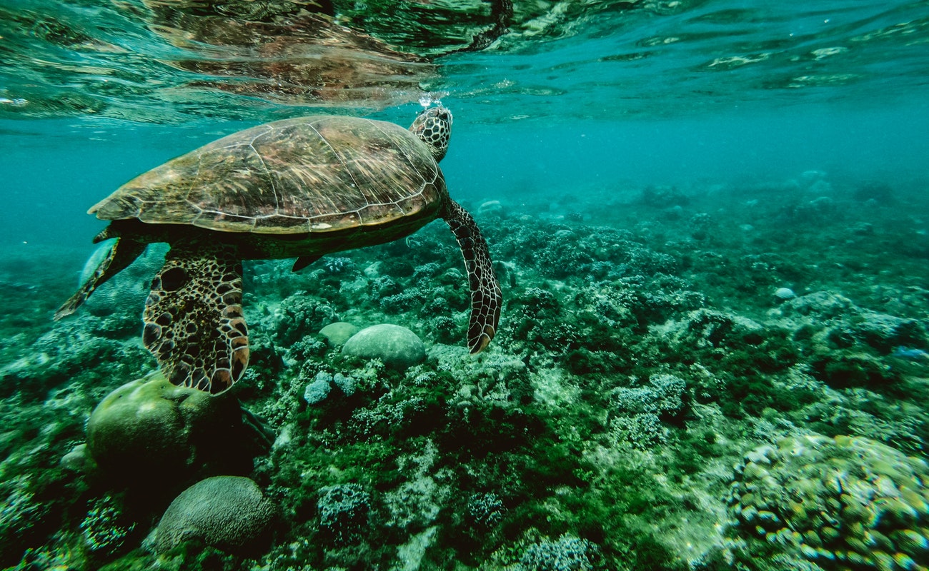 Apuesta Brasil por nacimiento de 40 millones de tortugas marinas