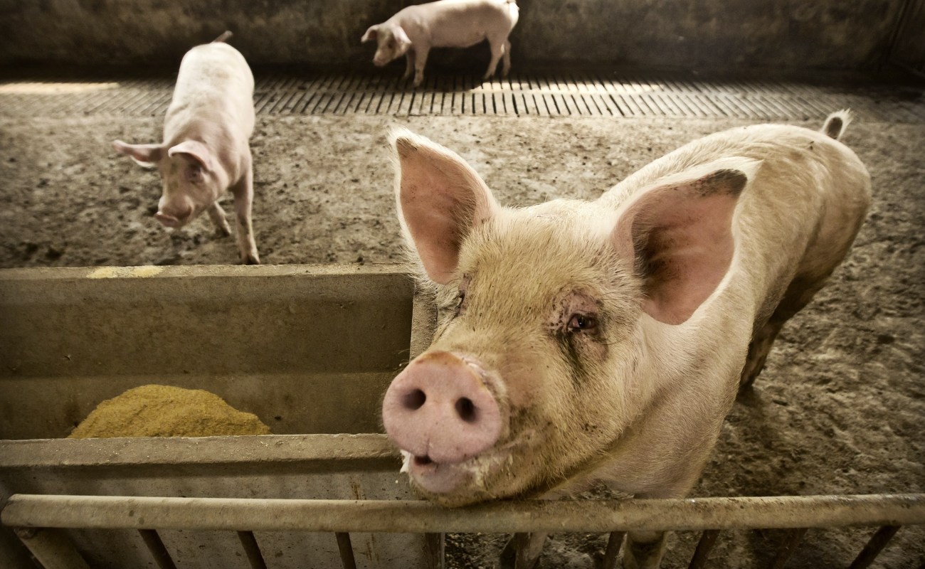 Brote de enfermedad porcina en China eleva precios mundiales de la carne de cerdo