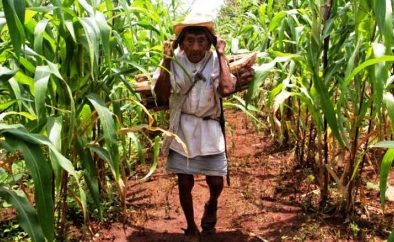 Impulsa Agricultura reconocimiento de la Milpa Maya como Patrimonio Agrícola Mundial