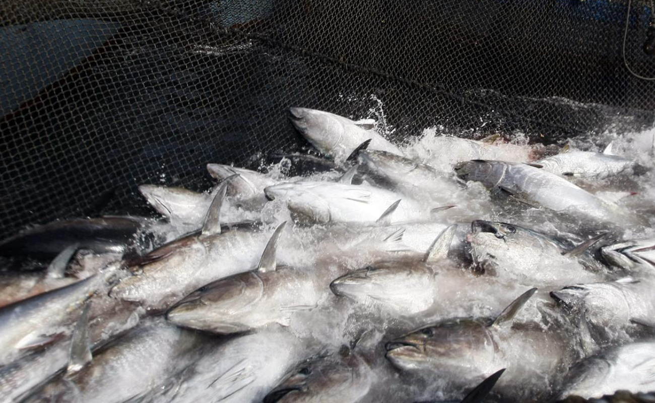 Pesquera Chichimecas se ampara para no liberar 483 toneladas de atún