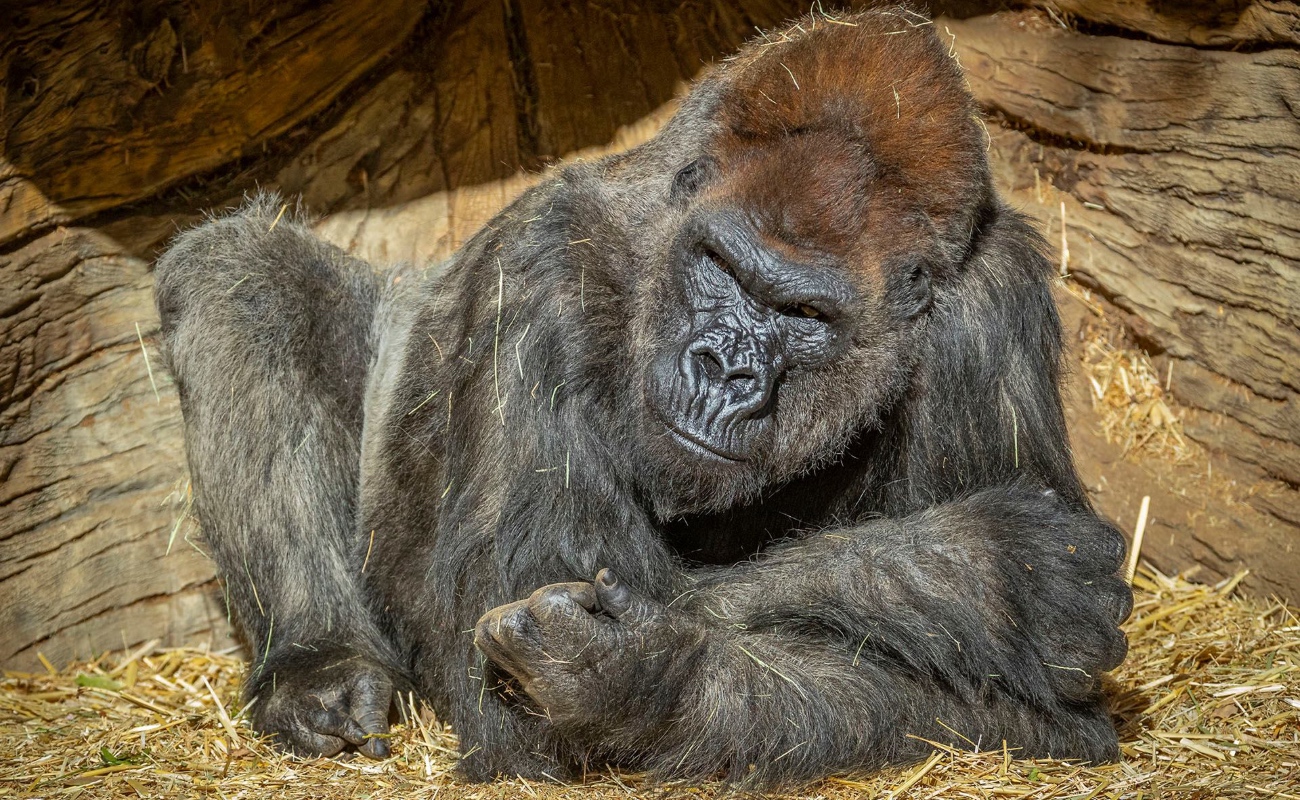 Gorilas del zoológico de San Diego dan positivo a Covid-19