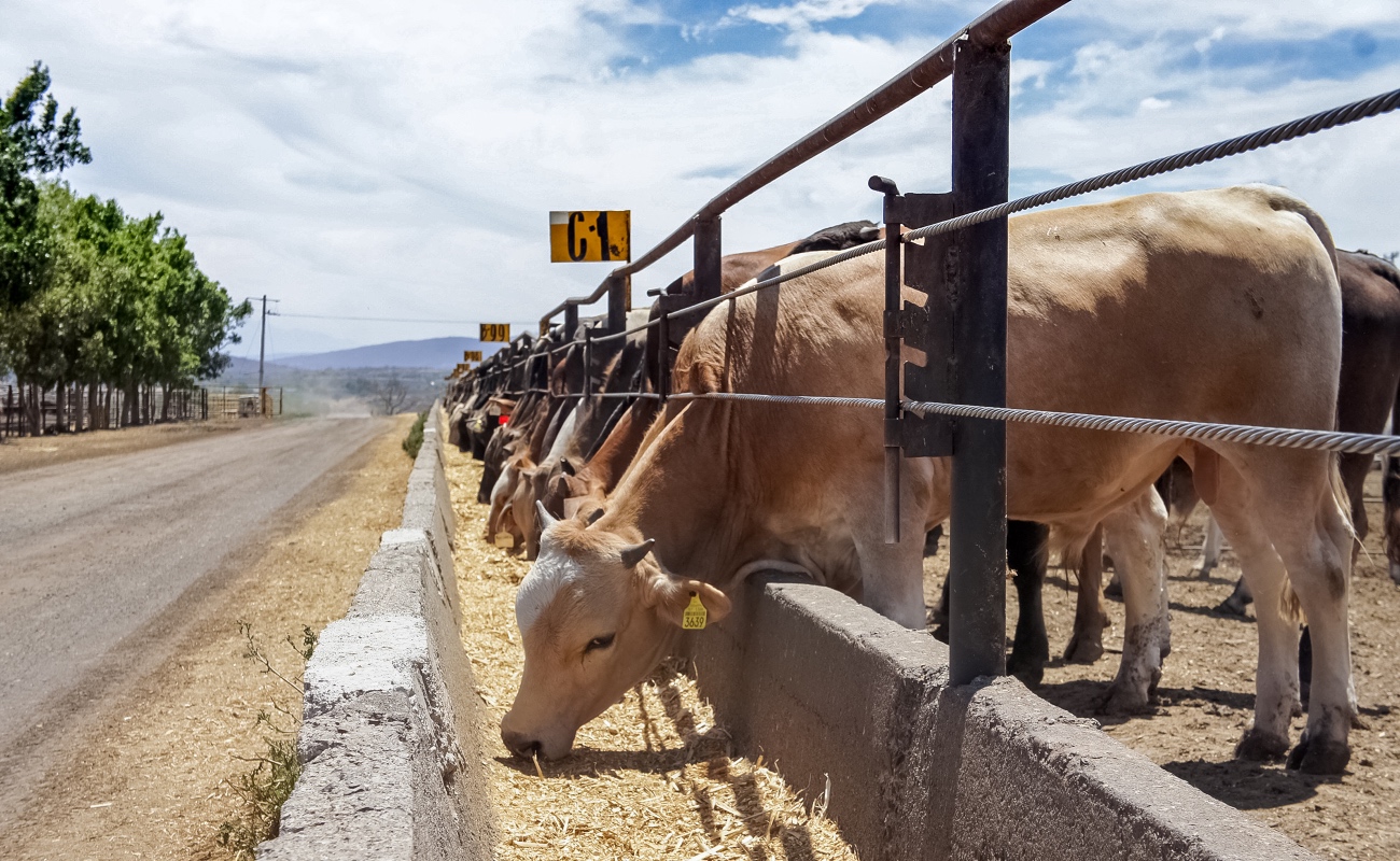 Moderniza Agricultura regulación sobre productos para uso o consumo animal