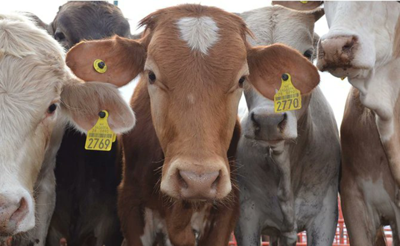 Entregan certificados en buenas prácticas pecuarias para bovinos