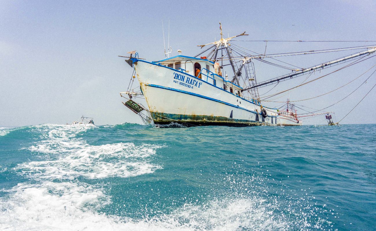 Publica Agricultura modificaciones en vedas de camarón en Golfo de México y Mar Caribe para 2024