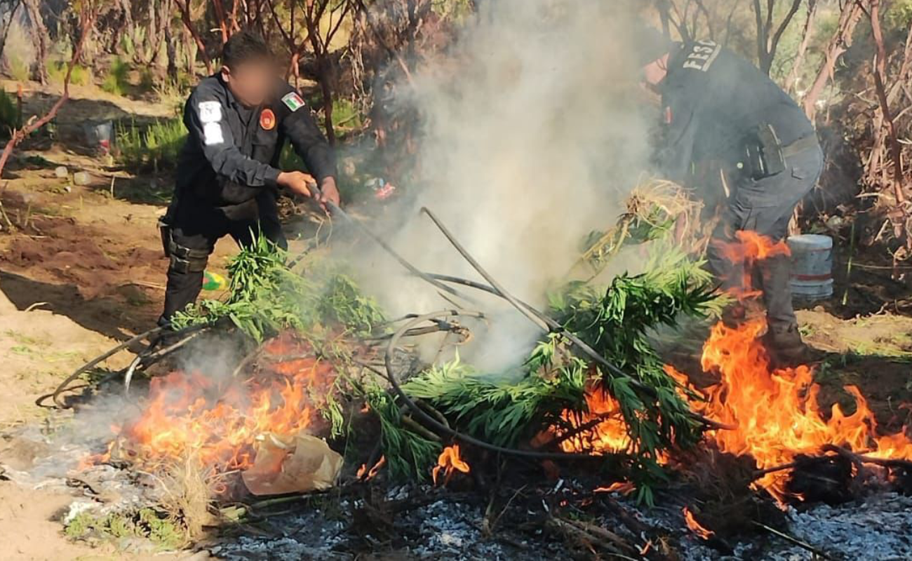 Destruye Fuerza Estatal plantío de marihuana en Tecate