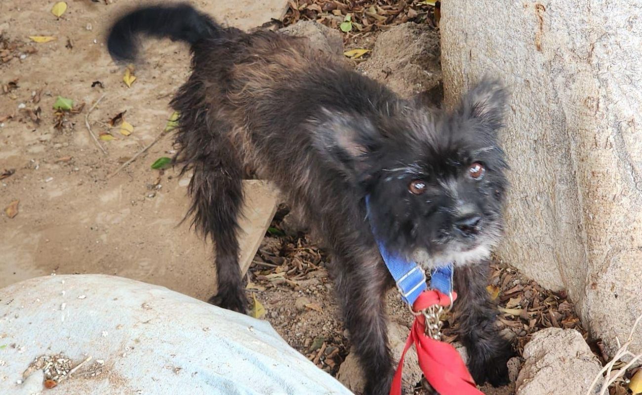 Realiza FGE cateos en vivienda para rescatar a mascotas en condiciones de abandono