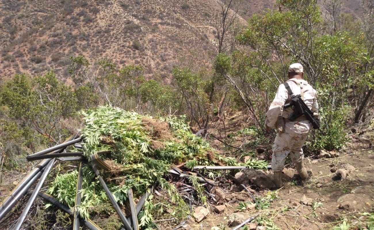 Destruyen militares una hectárea de marihuana