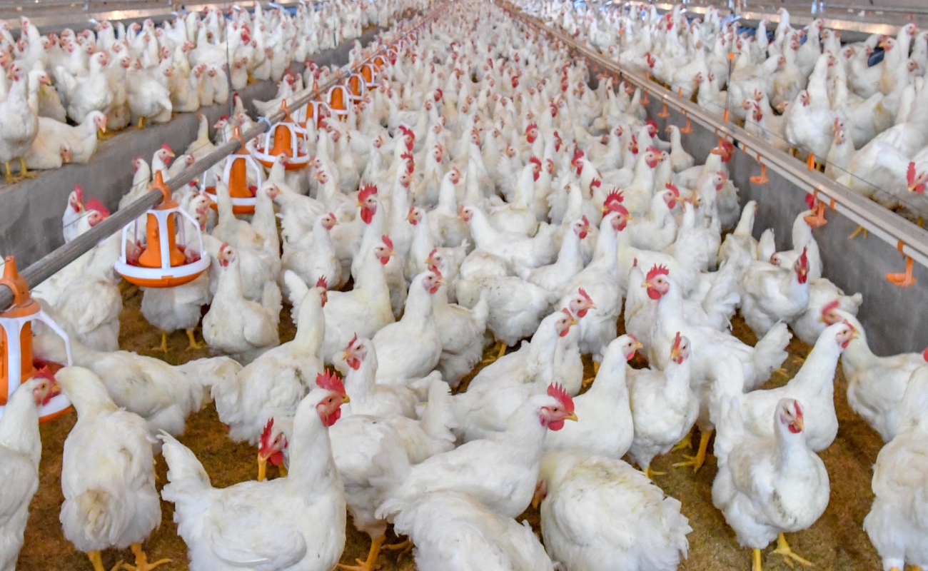 Reportan primer caso de influenza aviar AH5 de alta patogenicidad en granja de Sonora
