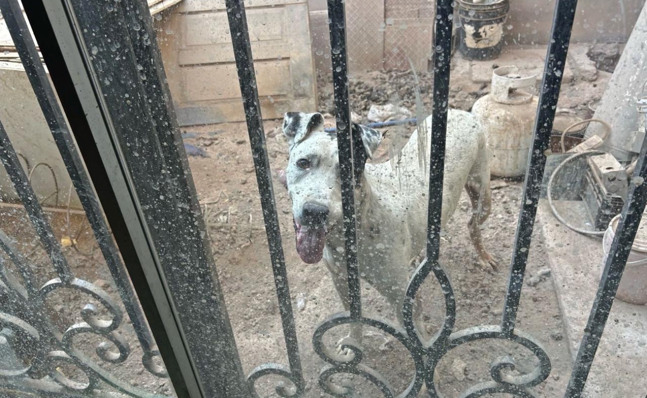 Rescatan a seis animales víctimas de maltrato en Mexicali