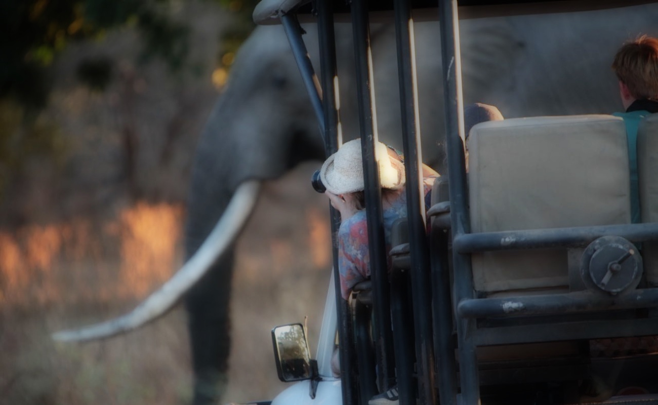 Muere turista atacado por elefanta en parque de Zimbabue