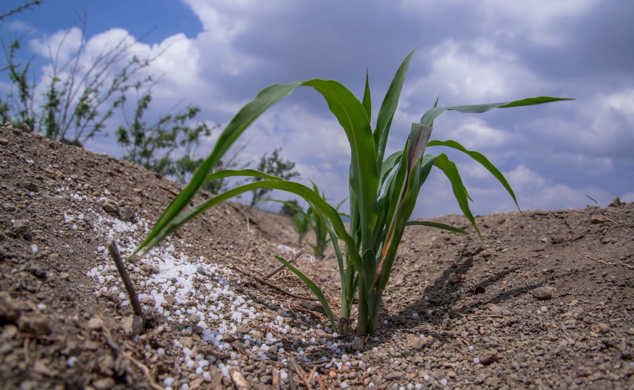 Beneficiará entrega de fertilizante gratuito a más de 329 mil agricultores en Guerrero