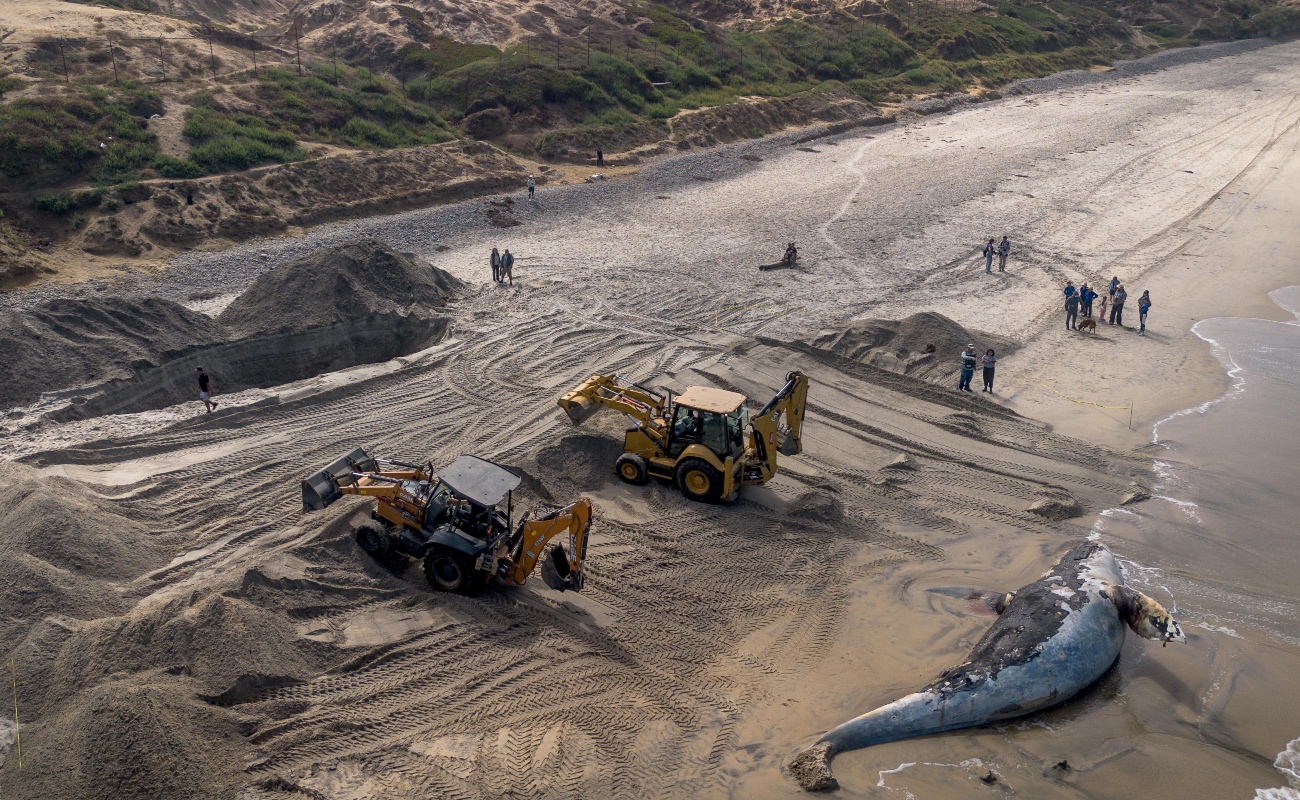 Excavan pozo para enterrar ballena en Playas de Tijuana