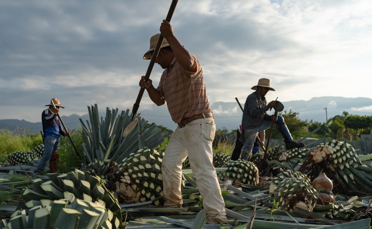 Impulsa México producción de mezcal en 13 entidades del país