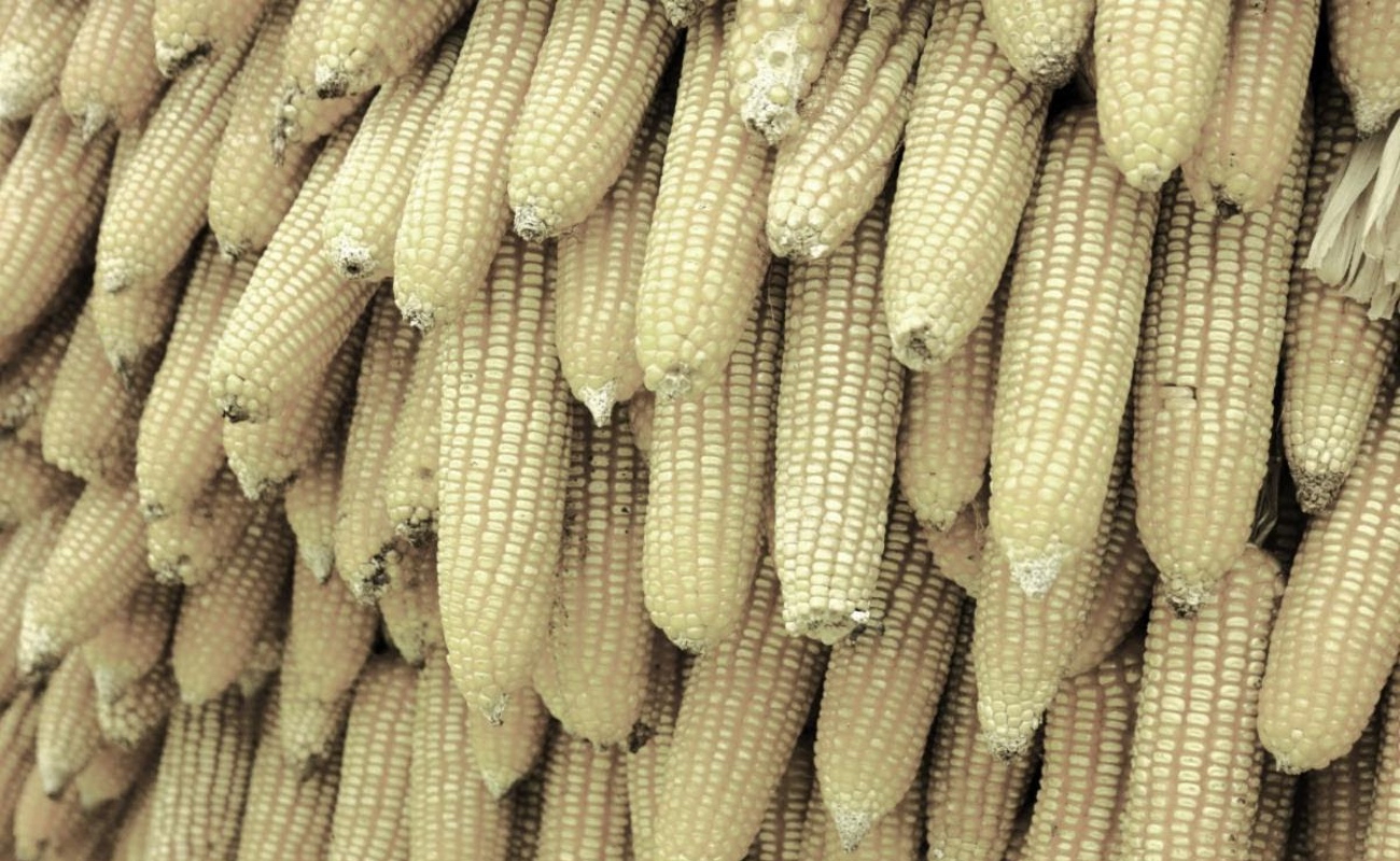 ¿Aumentará tensión comercial con Estados Unidos y Canadá por aranceles al maíz blanco importado a México?