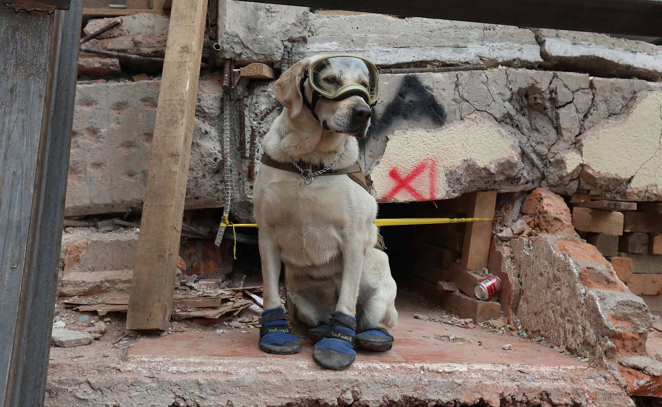 "Frida", la perra rescatista más famosa de México