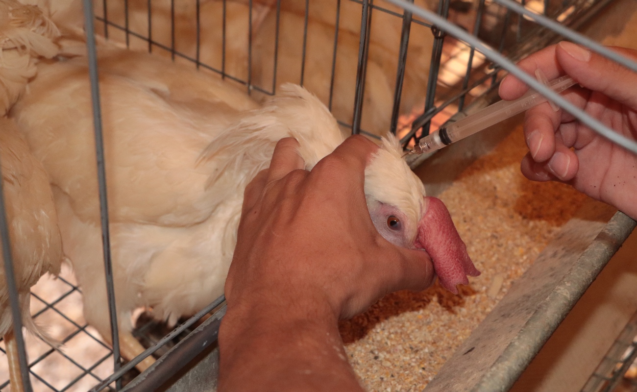 Inicia vacunación estratégica contra influenza aviar AH5N1
