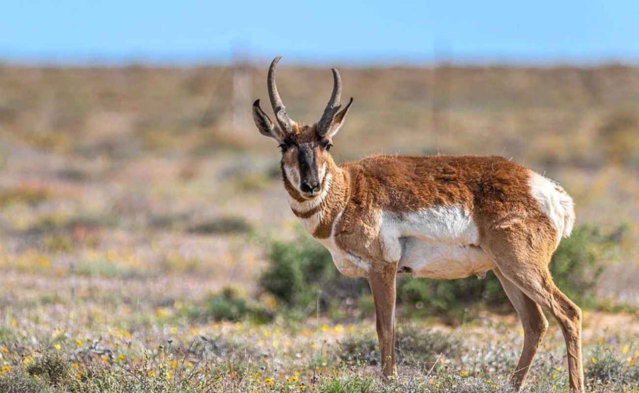 Aprovechamiento responsable de la vida silvestre, clave para la conservación y el desarrollo sustentable: CIGAMX