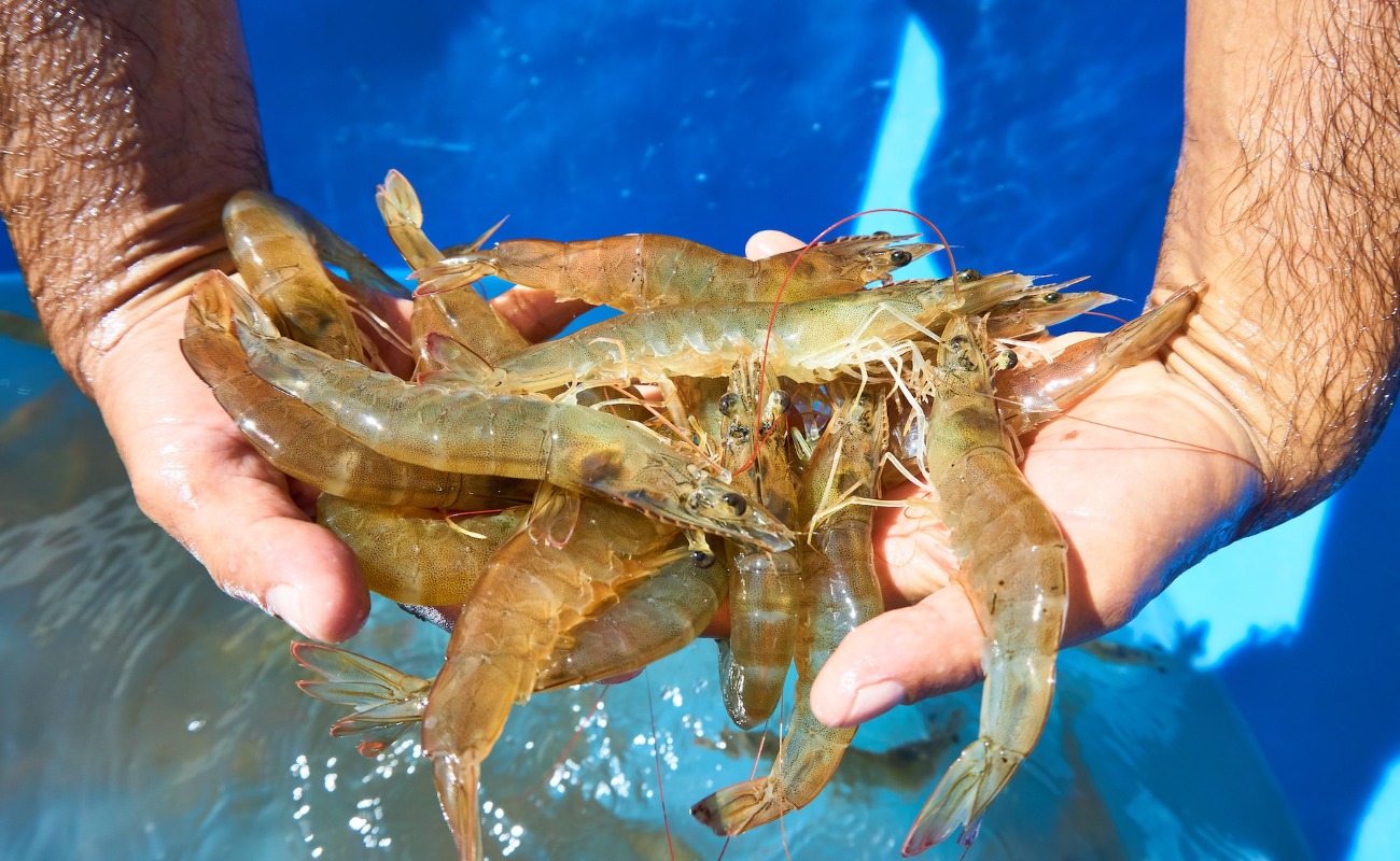 Operan Gobierno de México estrategia para proteger la producción nacional de camarón