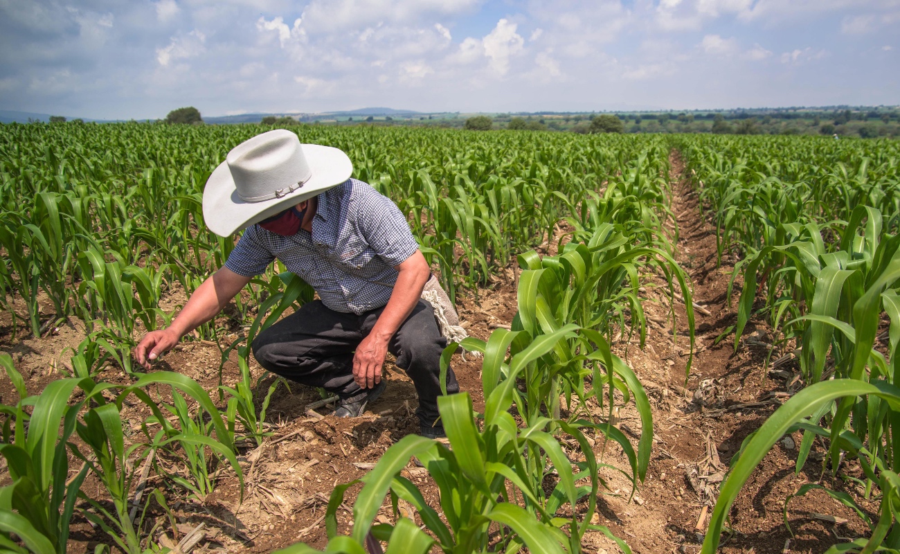 Agricultores producirán maíz blanco libre de aflatoxinas y de glifosato