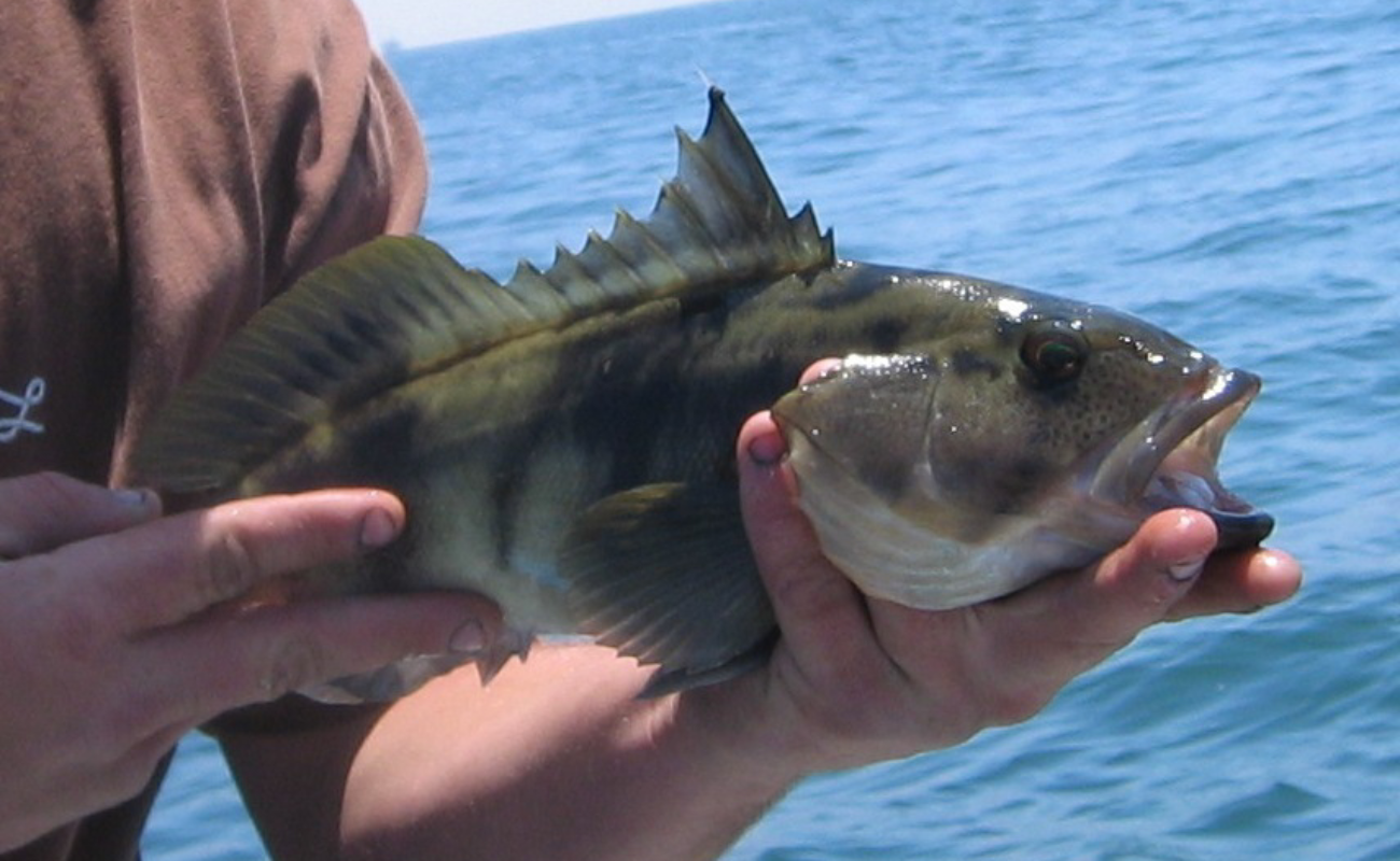 Presentan Plan de Manejo Pesquero del pez verdillo de la península de Baja California
