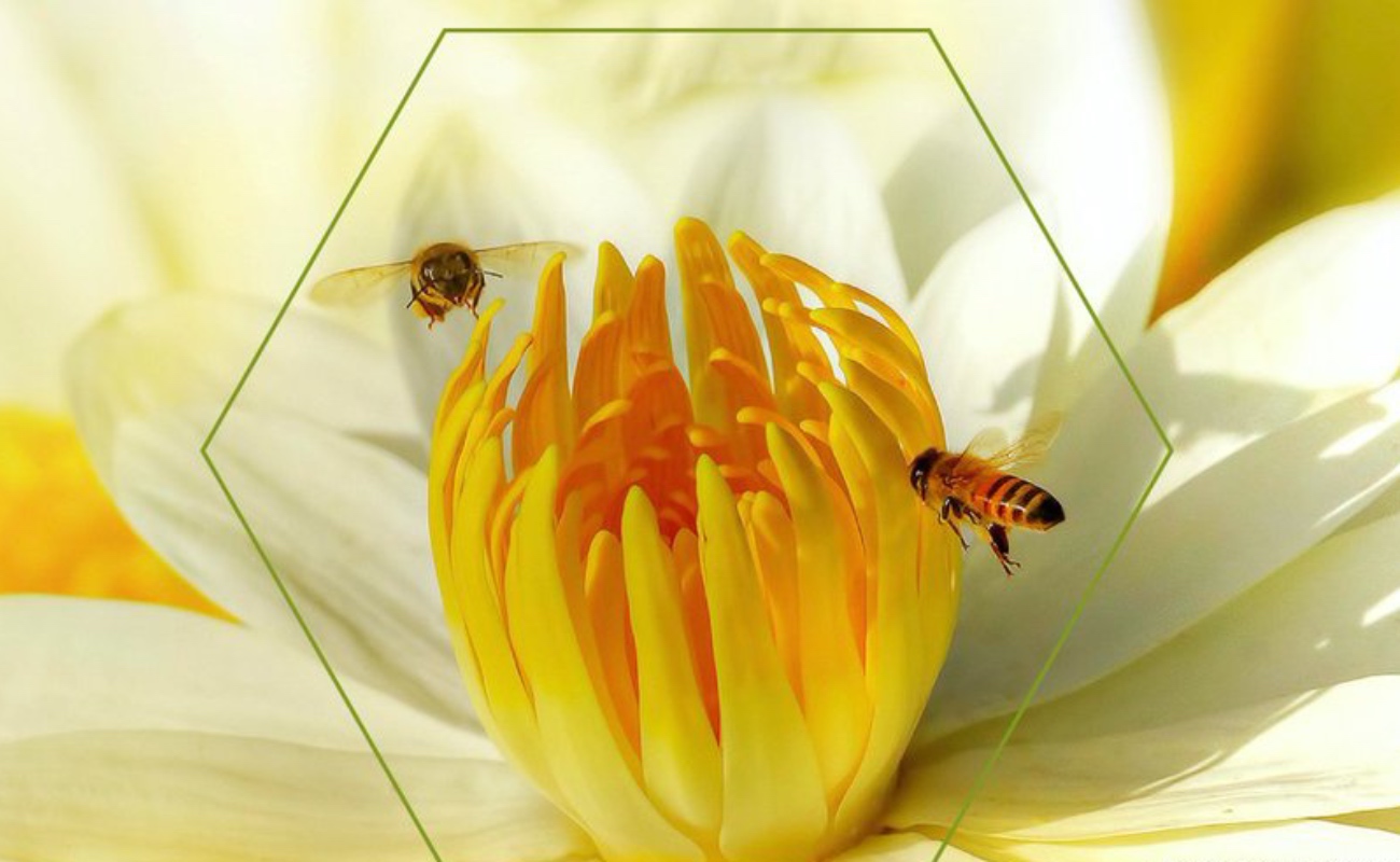 Sin polinización de abejas, en riesgo producción plena de alimentos para consumo humano